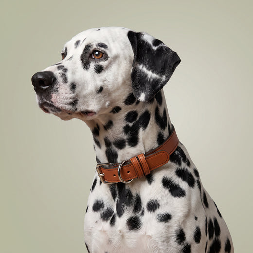 Engraved Leather Pet Collar — Personalized Name Plate